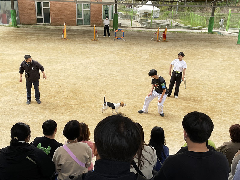 파주캠 반려견 훈련장에서 고등학생들이 비글과 함께 실습을 하고 있다.