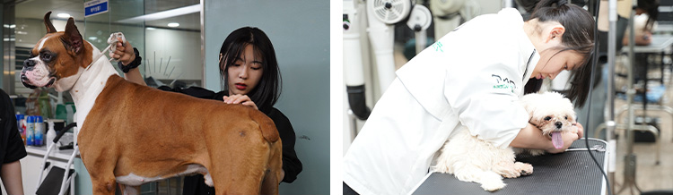 반려견 미용봉사를 통한 실무능력 향상