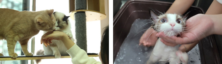 국내 유일 고양이 전문 전공 운영